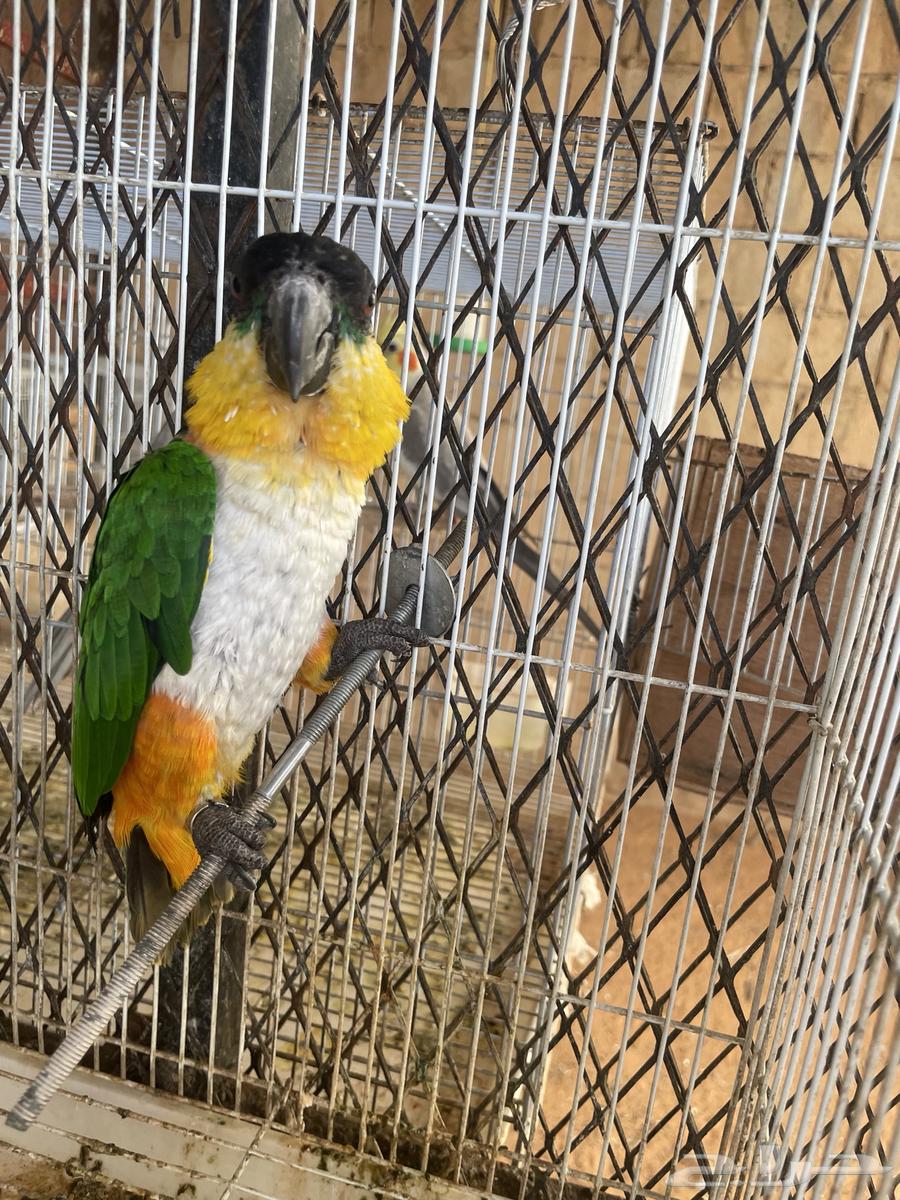 Black Cake Parrot63667547620354110