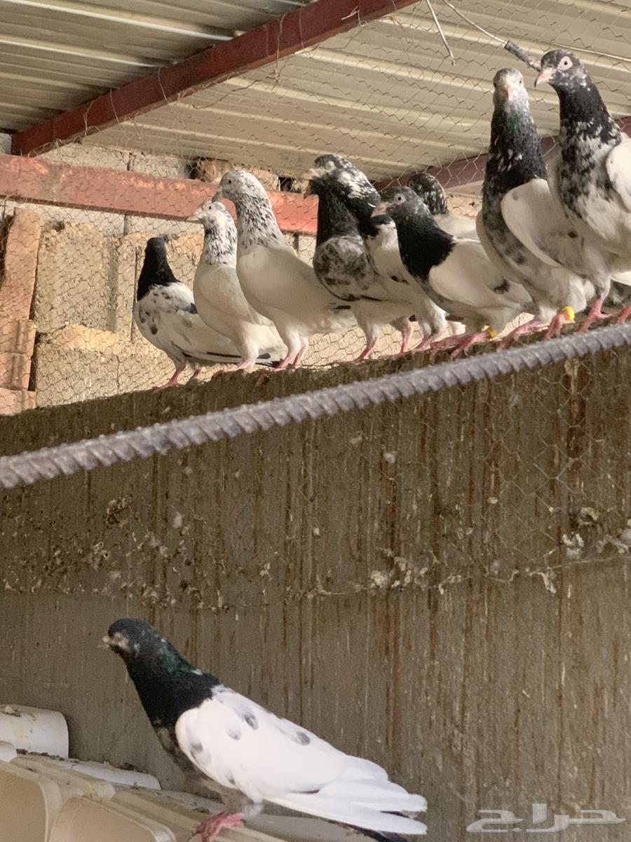 Pakistani racing pigeon. (Sold)63667697695489113