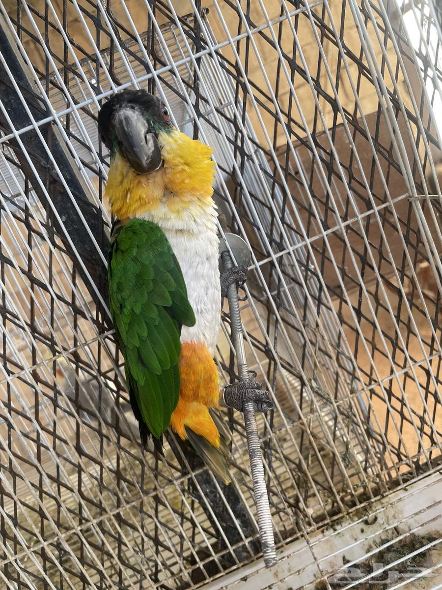 Black Cake Parrot63667547620354114