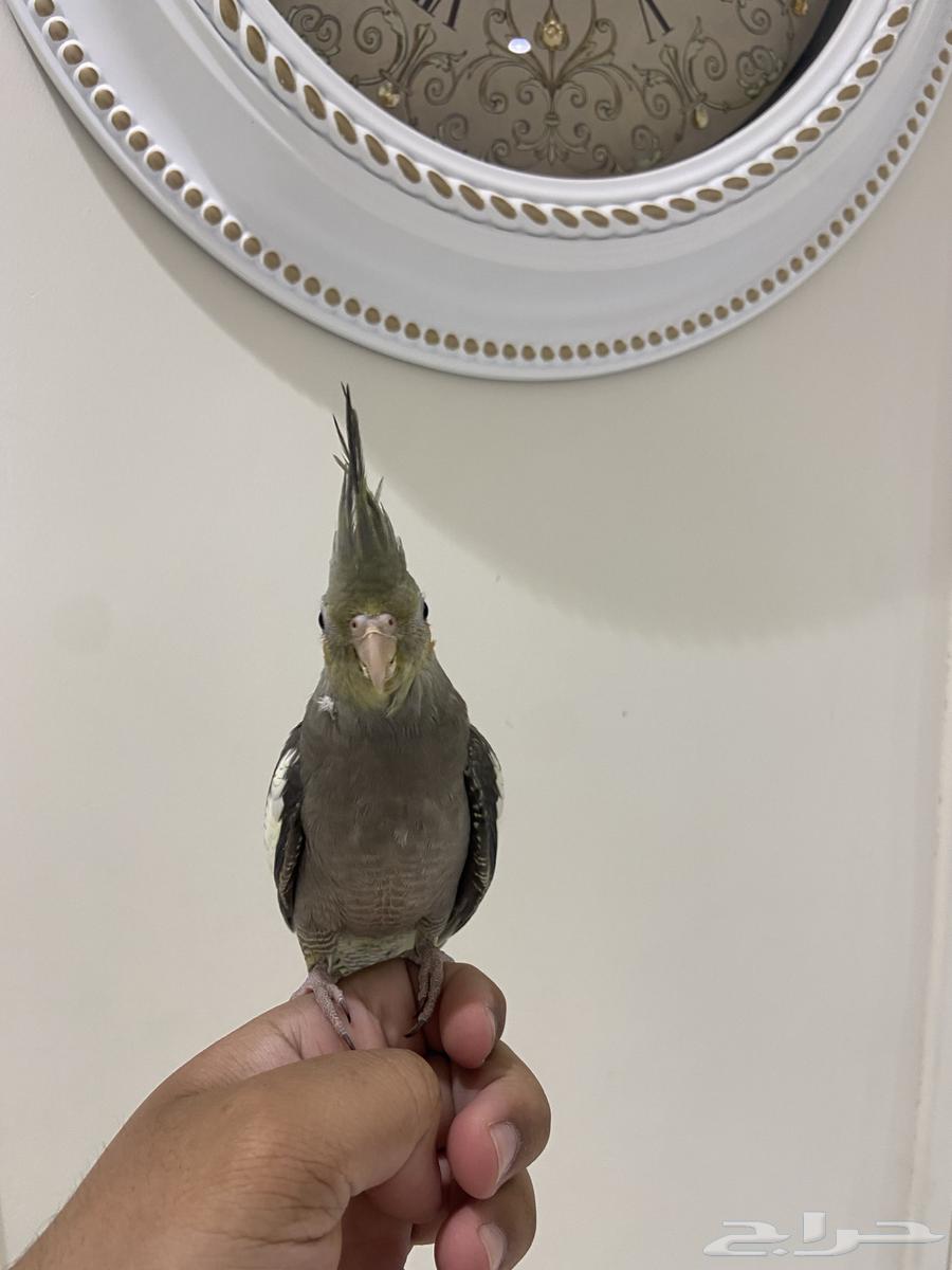 عصفور كروان63667696495362110