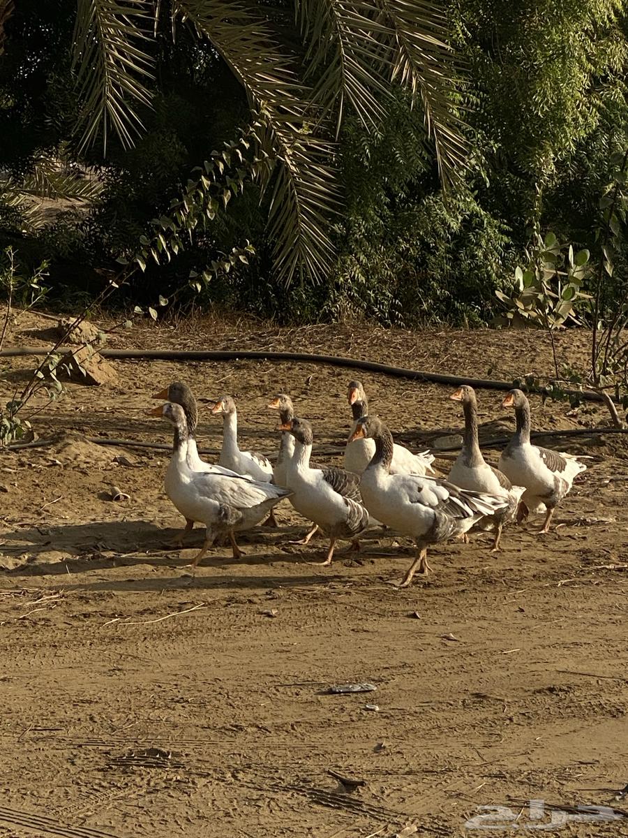 Domestic geese for sale, guaranteed63667552438658111