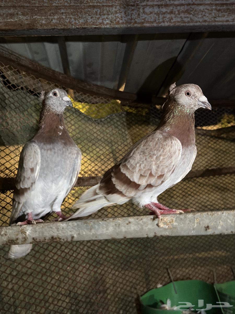 Pigeons for sale, homing pigeons and Pakistani pigeons63667802137985111
