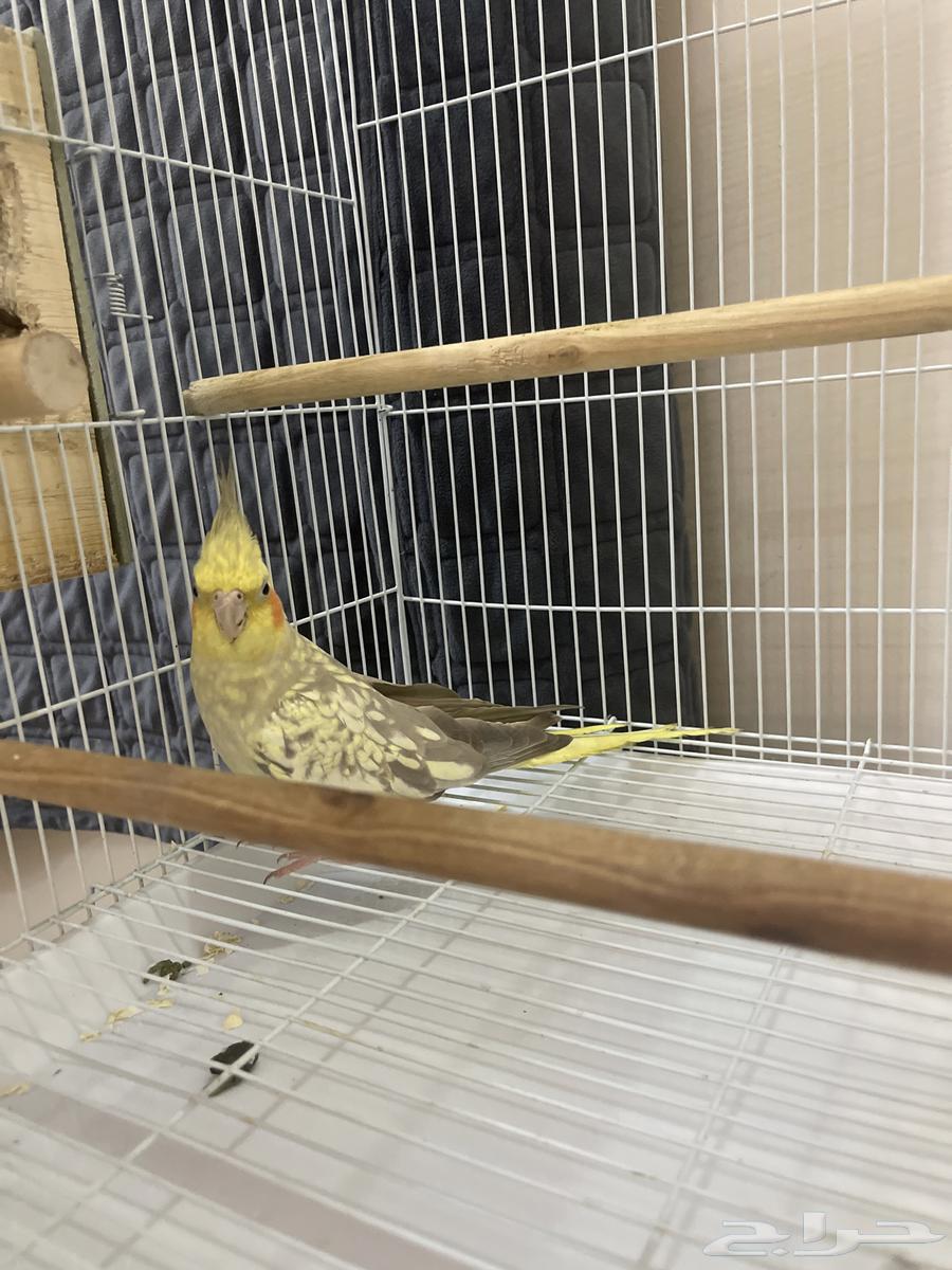 Crowan63667552523138112