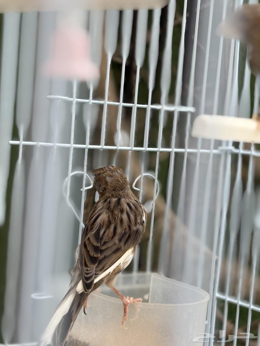 Canary Birds63667551673091112