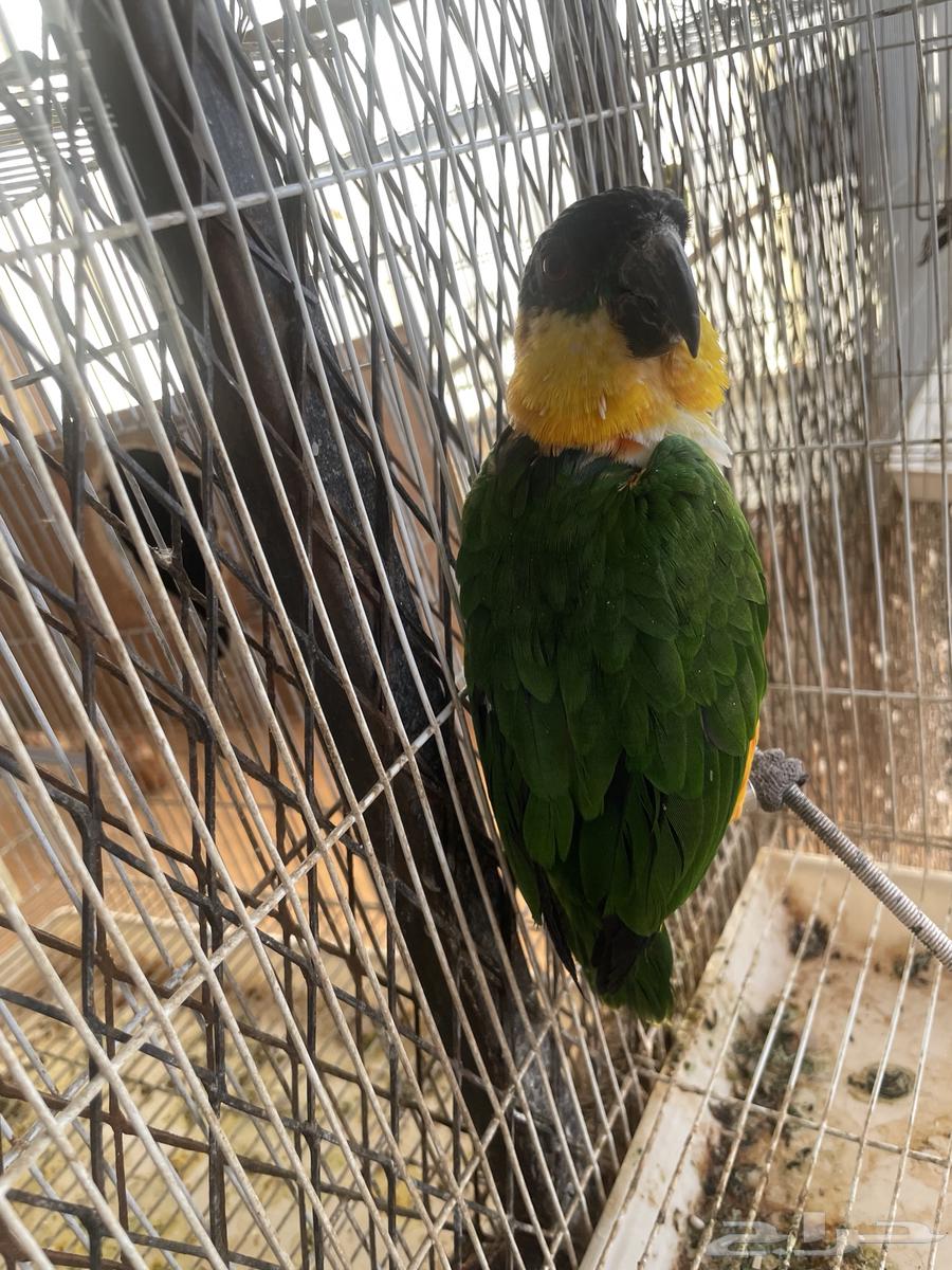Black Cake Parrot63667547620354111