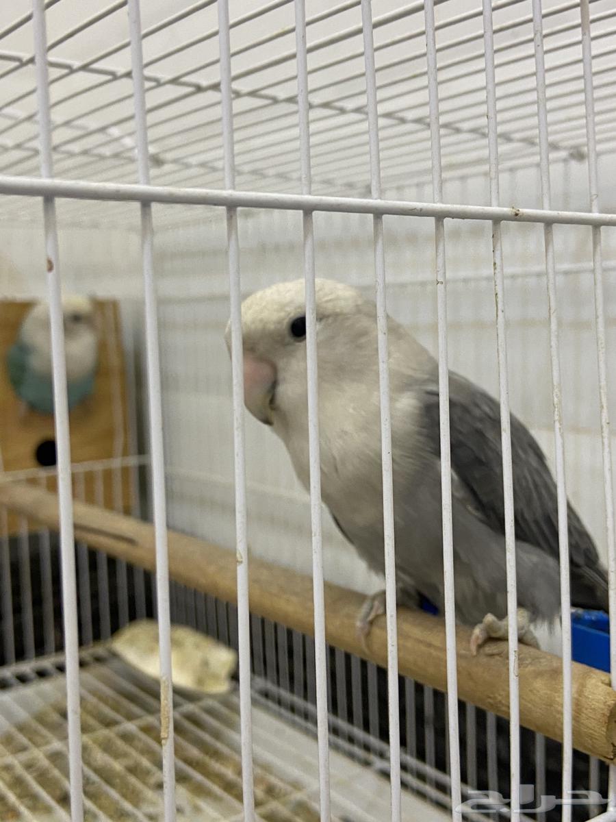 Rose-breasted cockatoo for sale63667549773570110