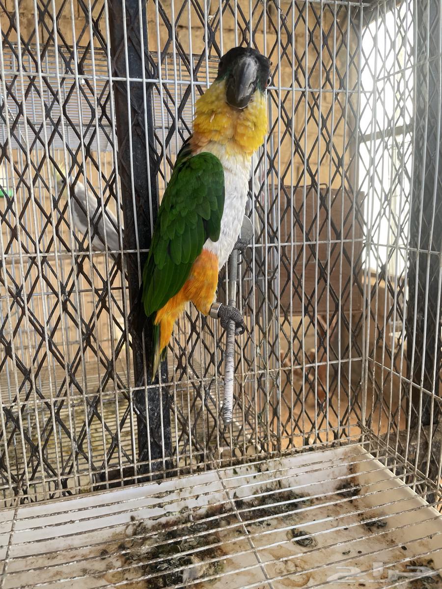 Black Cake Parrot63667547620354112