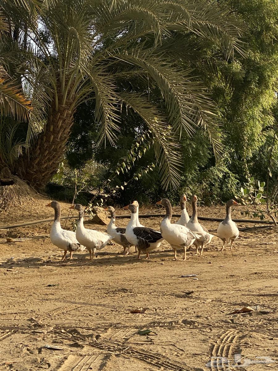 Domestic geese for sale, guaranteed63667552438658112