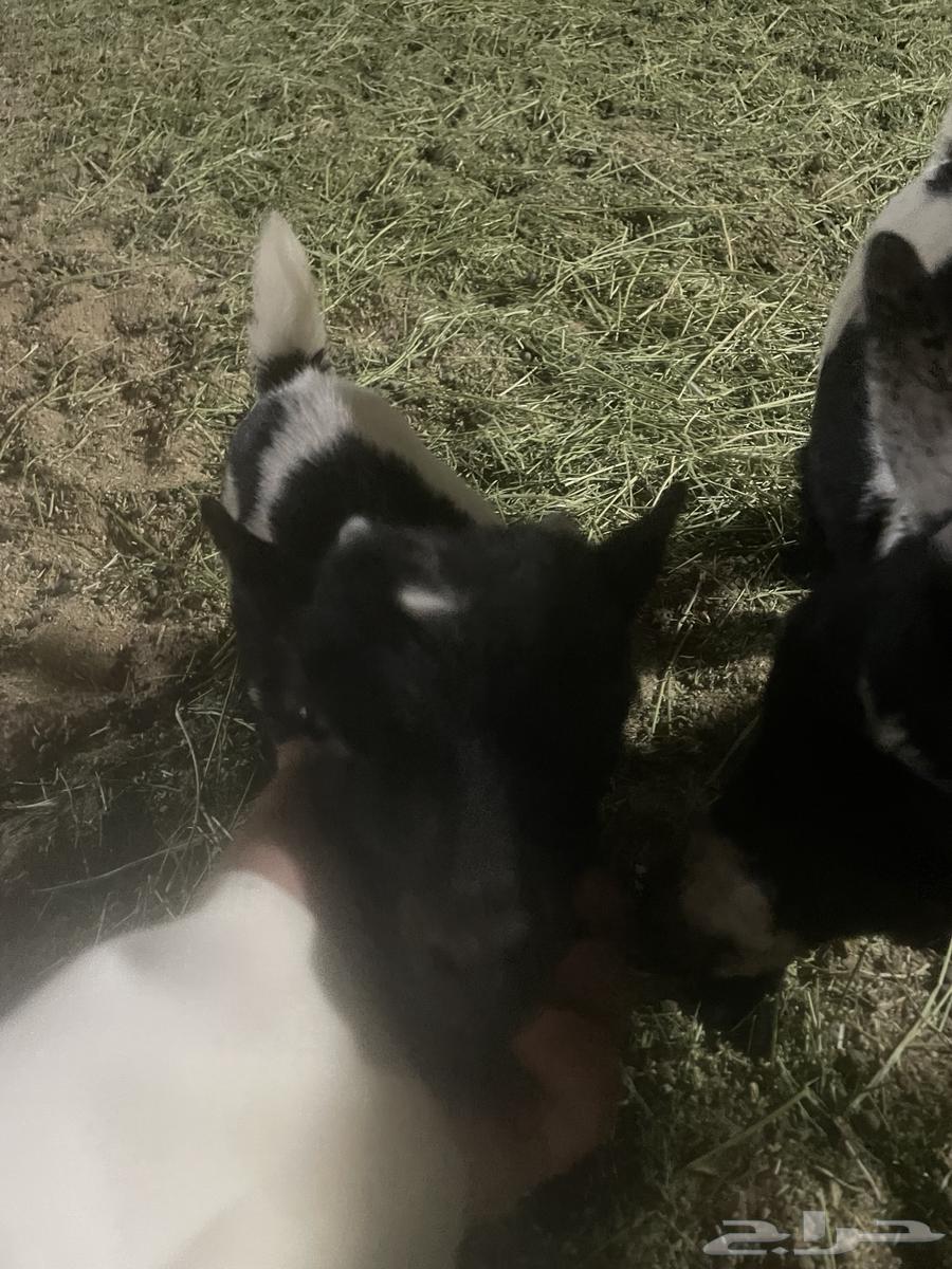 للبيع تيوس قزميه63667545709571113