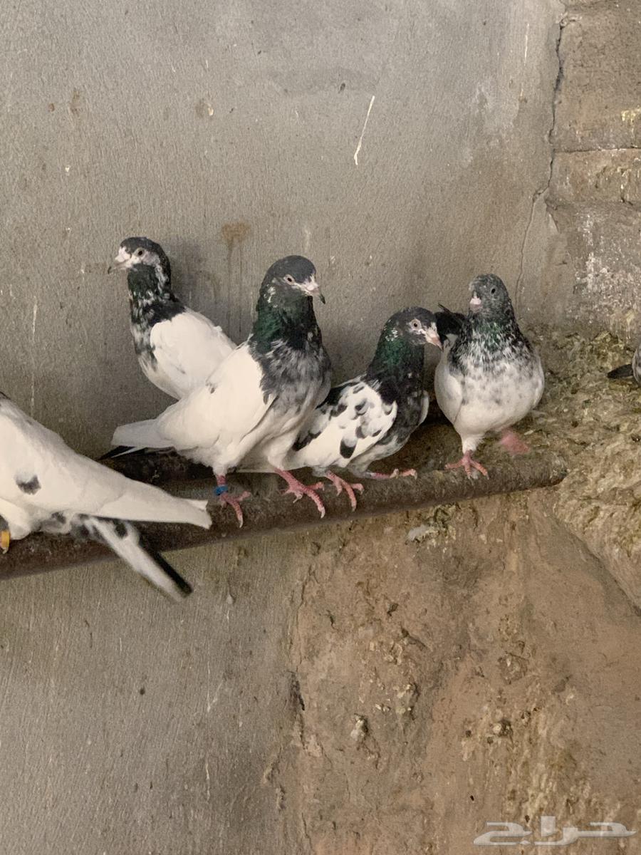 Pakistani racing pigeon. (Sold)63667697695489114