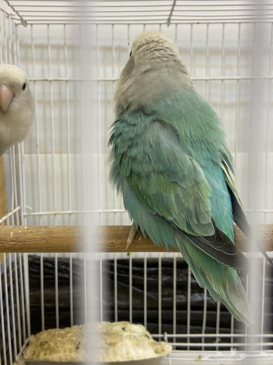 Rose-breasted cockatoo for sale63667549773570113