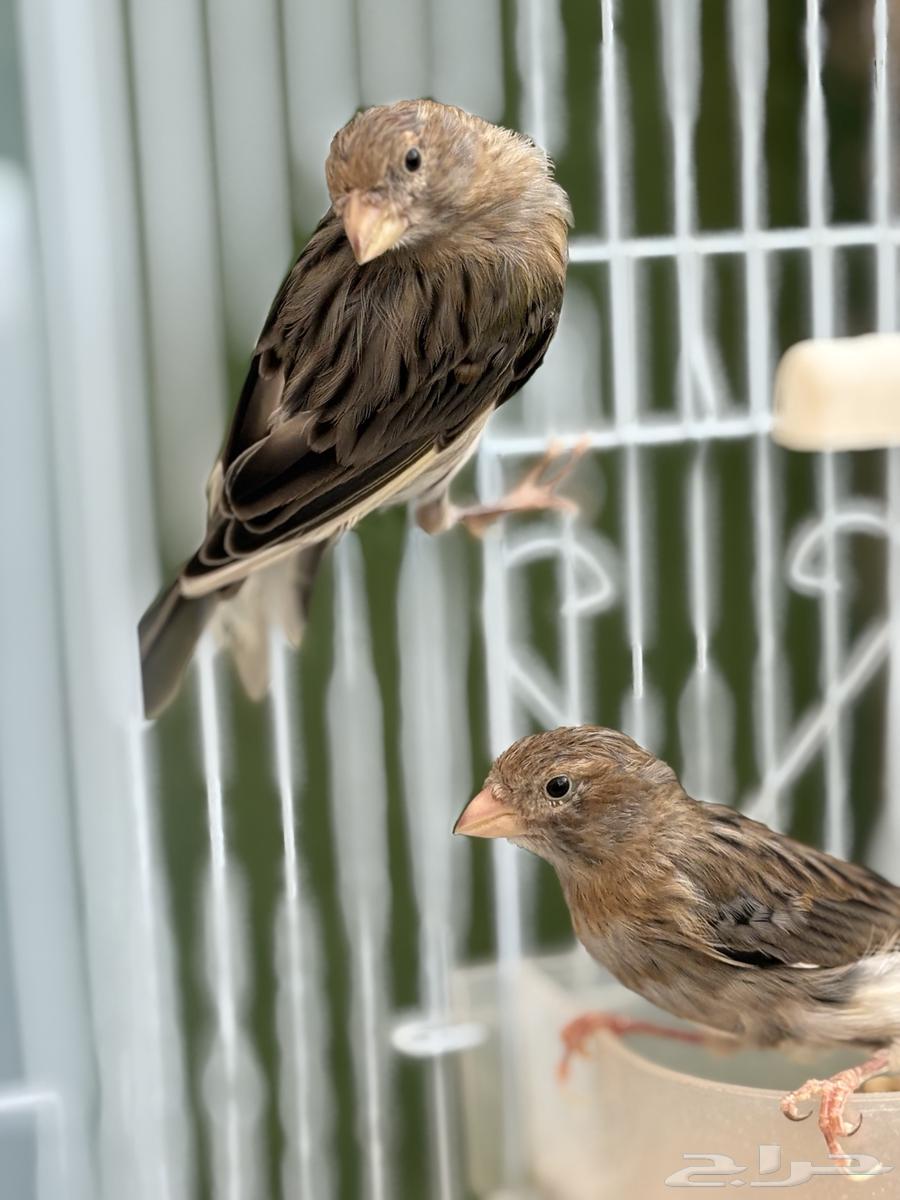 Canary Birds63667551673091111