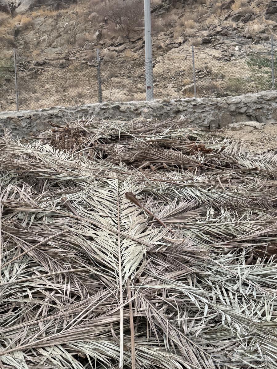 Palm fronds for sale (Sold)63667796616323110