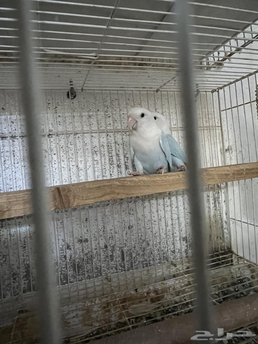 زوج روز منتج ( بلد اوبلاين)63667550935042113