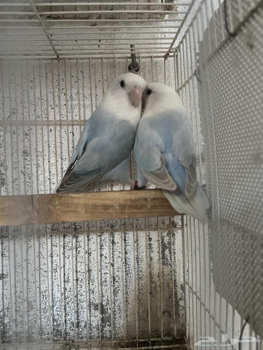زوج روز منتج ( بلد اوبلاين)63667550935042110