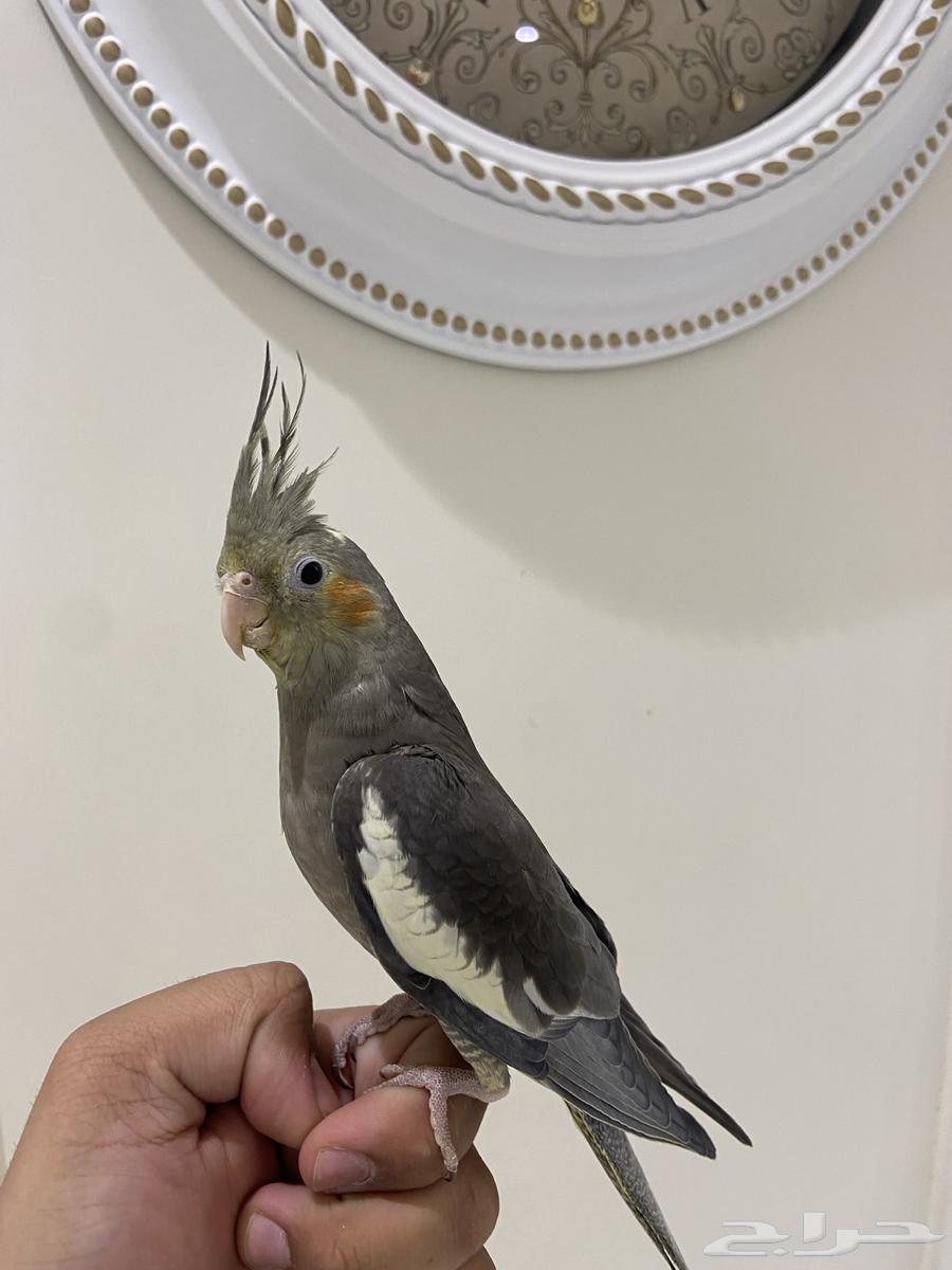 عصفور كروان63667696495362111