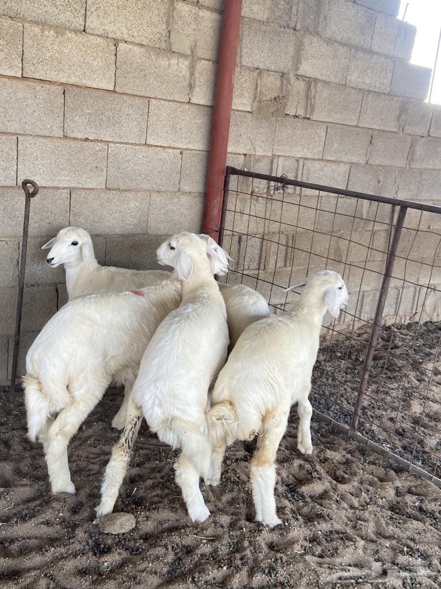 رخال تربيه تم البيع63667697198081110