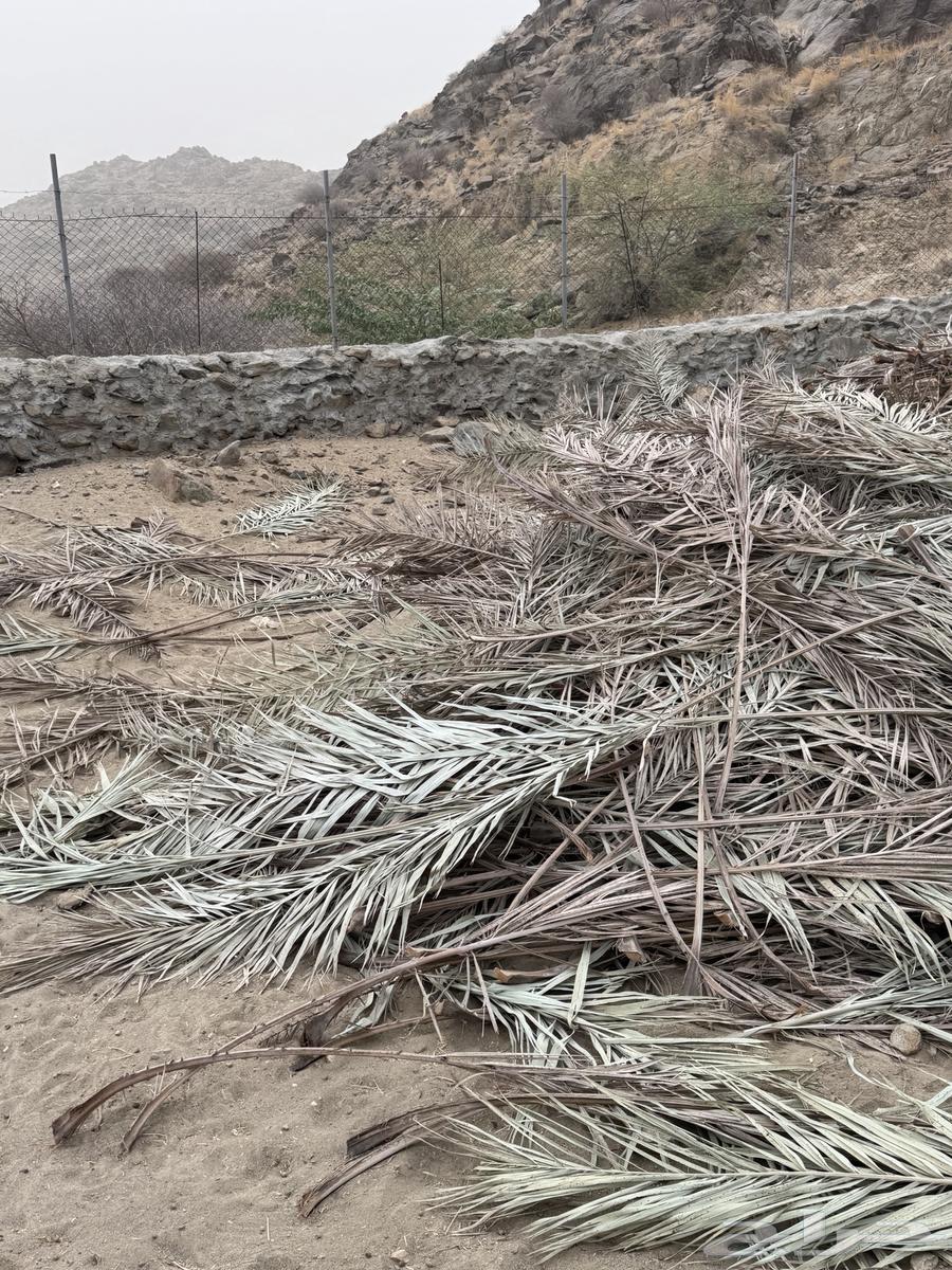 Palm fronds for sale (Sold)63667796616323111