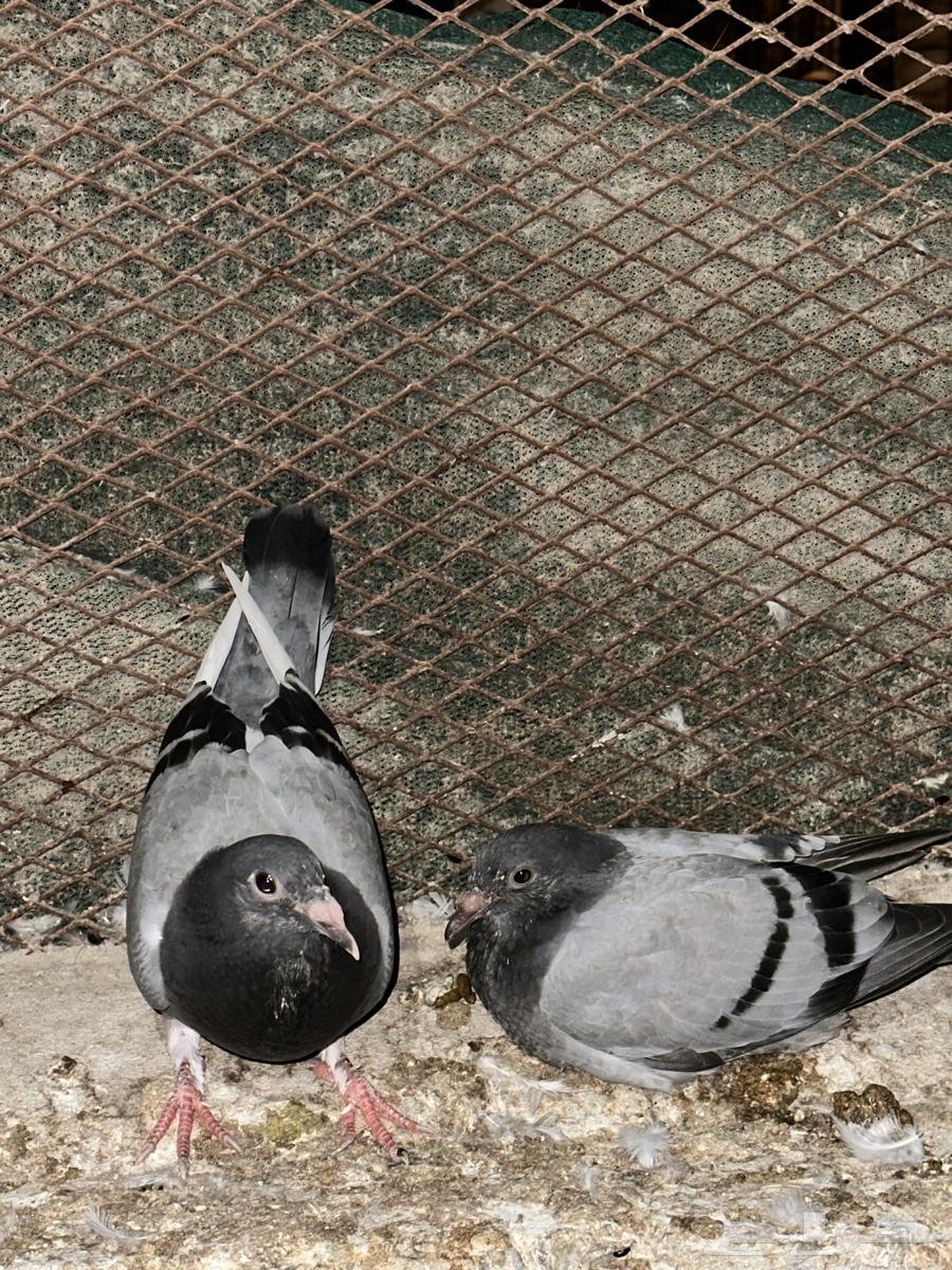 Pigeons for sale, homing pigeons and Pakistani pigeons63667802137985112