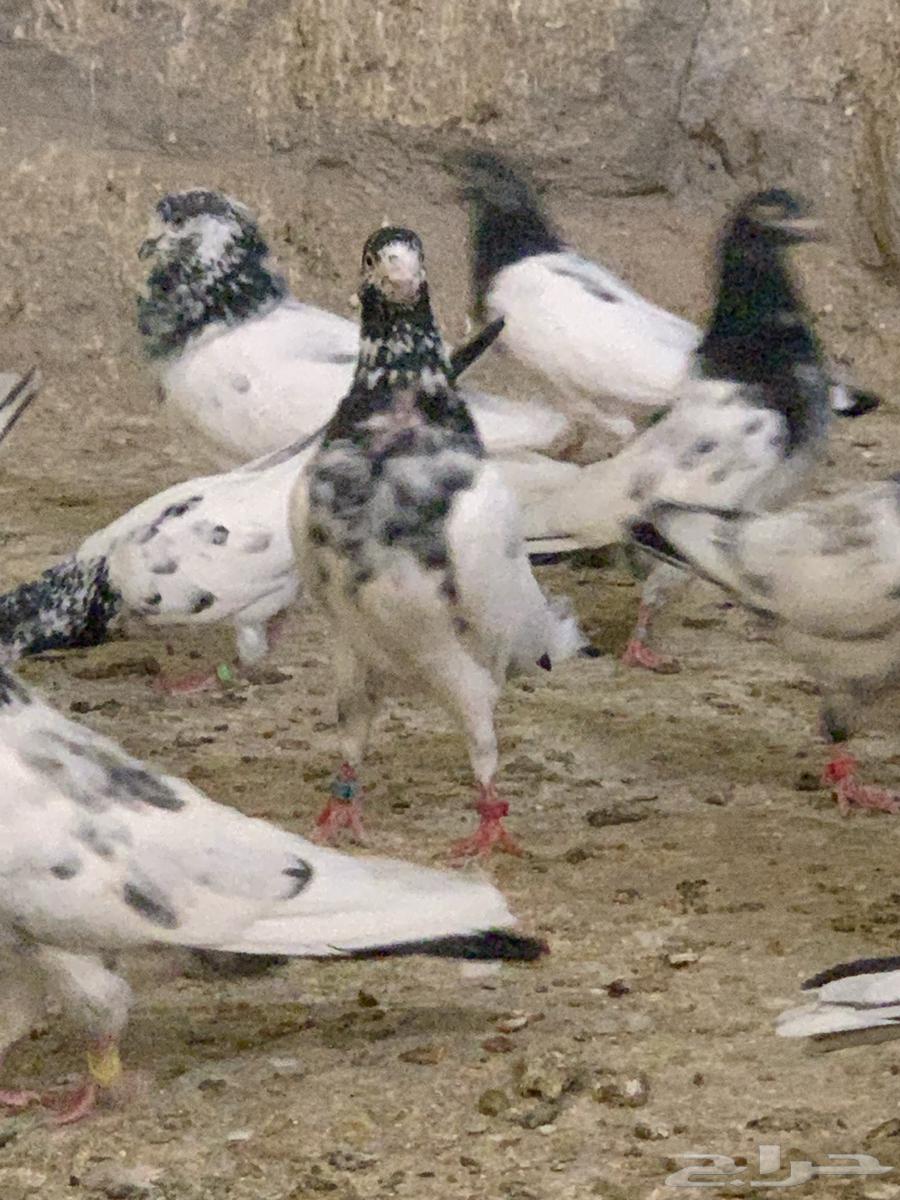 Pakistani racing pigeon. (Sold)63667697695489110