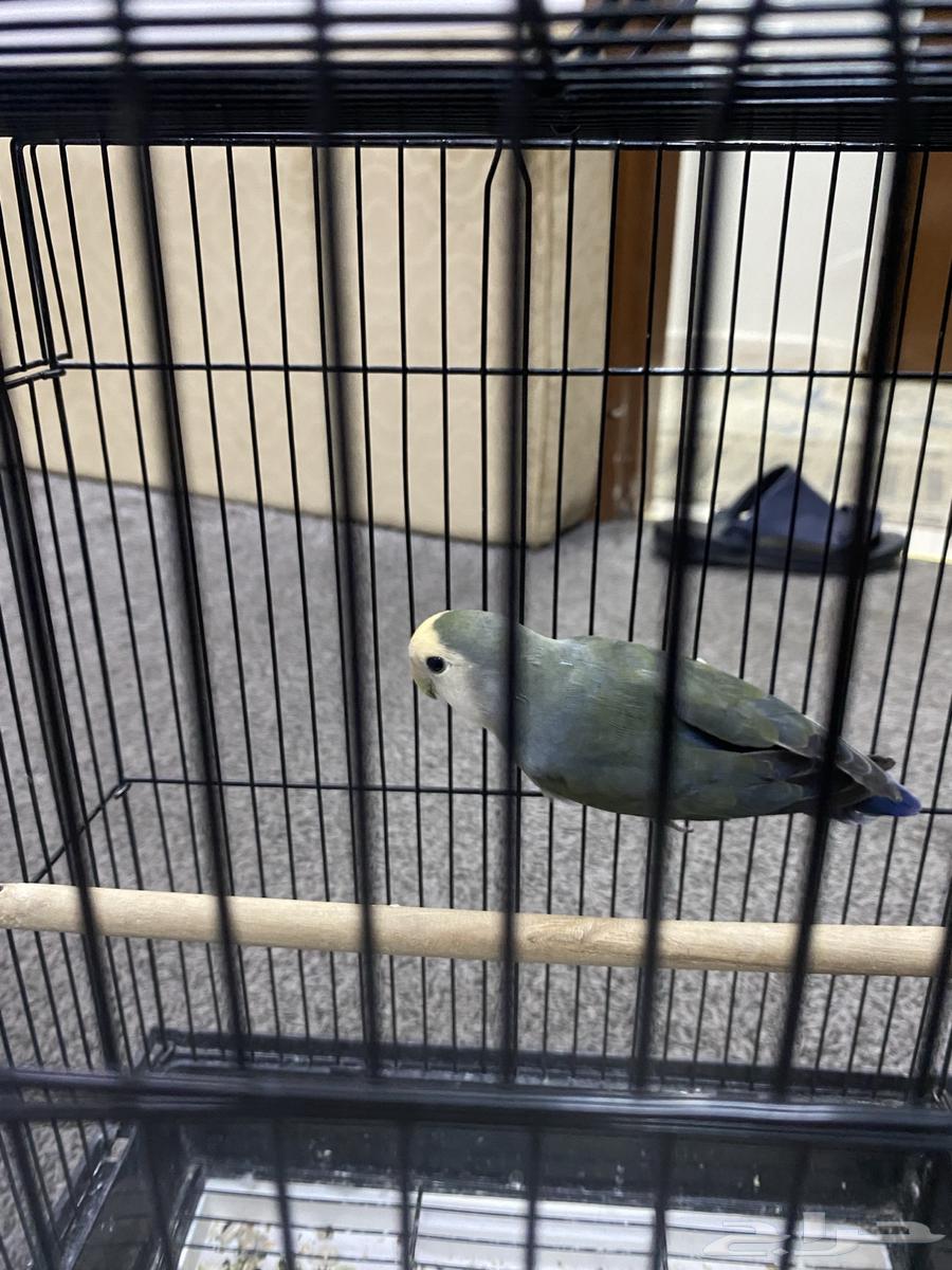 Budgie and Rose Birds63667697889410110