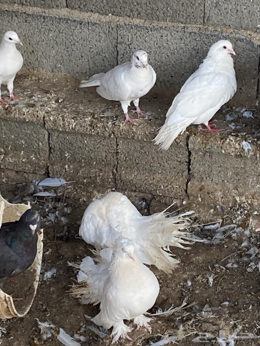 حمام للبيع العدد مفتوح63667695054211112