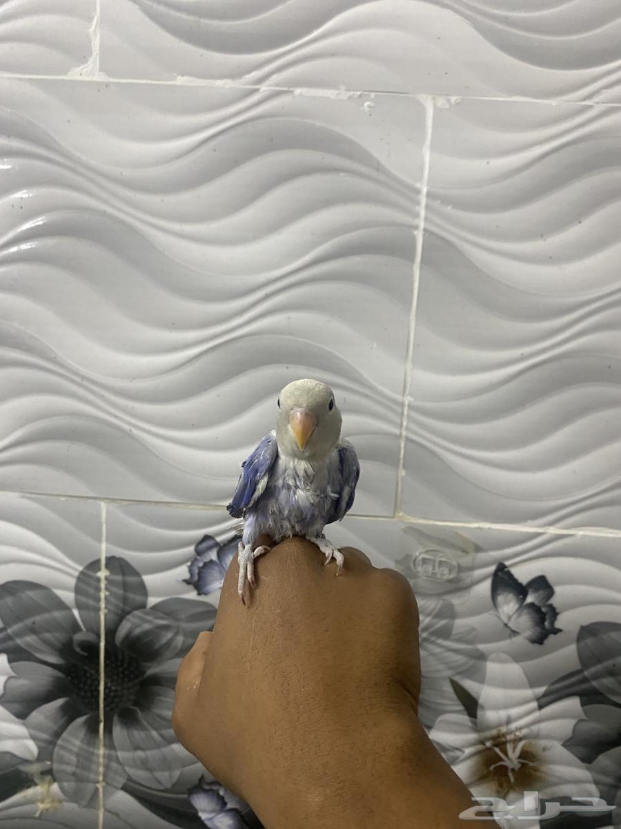Birds of the day63667798801539111