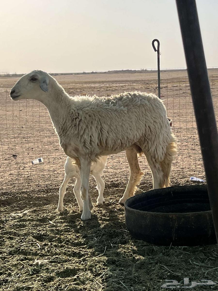 Camel with two humps, beneath it a high-quality camel63667547207555111
