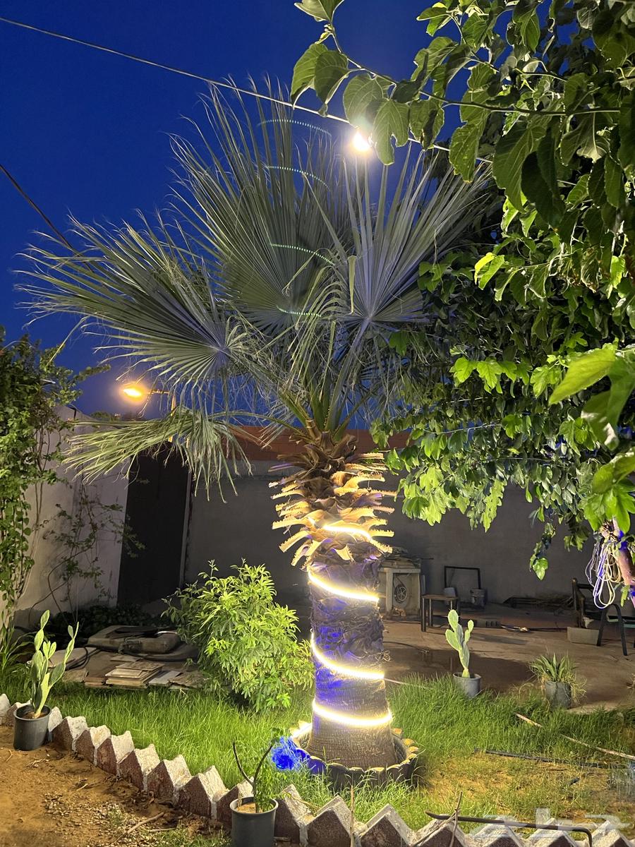 نخل واشنطوني امريكي63667794038401110
