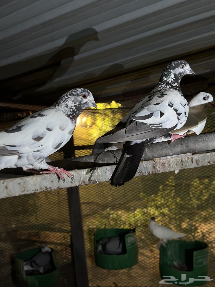 Pigeons for sale, homing pigeons and Pakistani pigeons63667802137985113