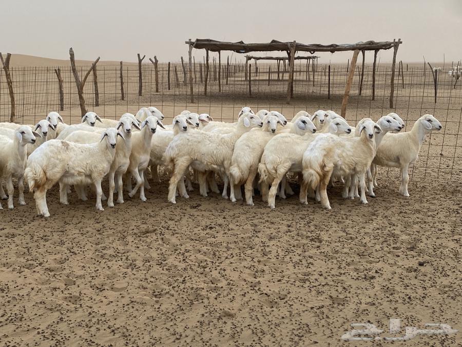 Rakhal (single mare)63667697844483111