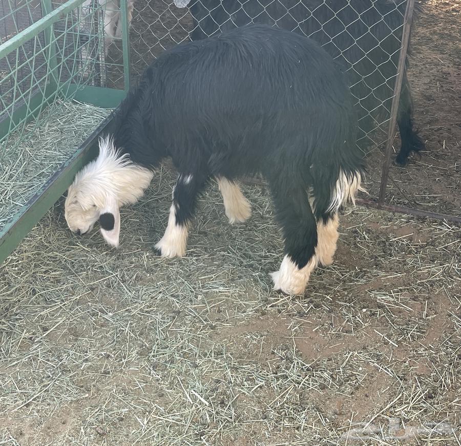 For sale Najdi she-camel, closed63667693649154110