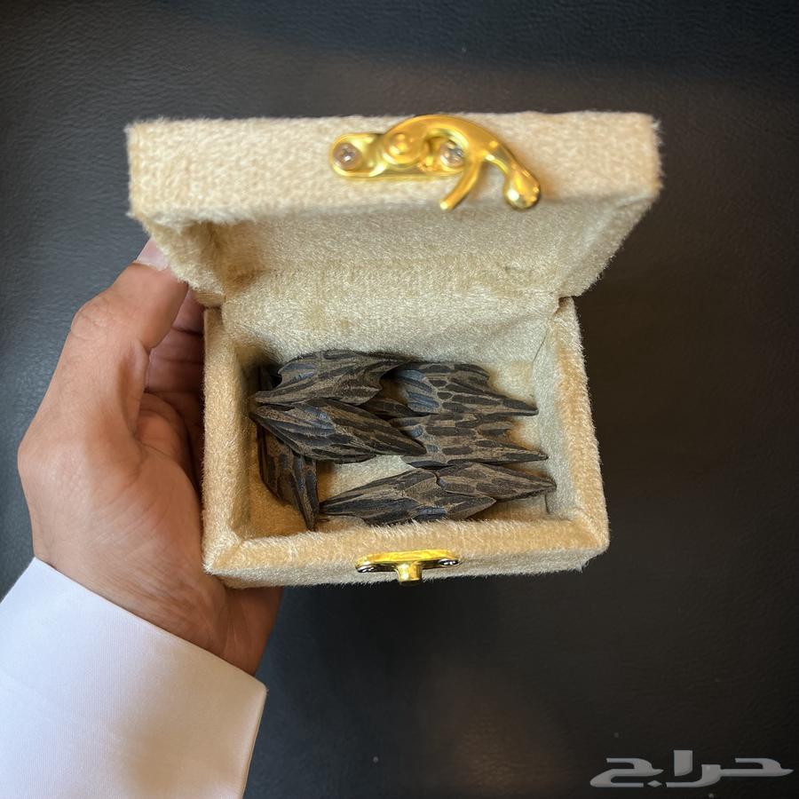 عوده تايقر فيتنامي الدرجة الاولى63667679223170111