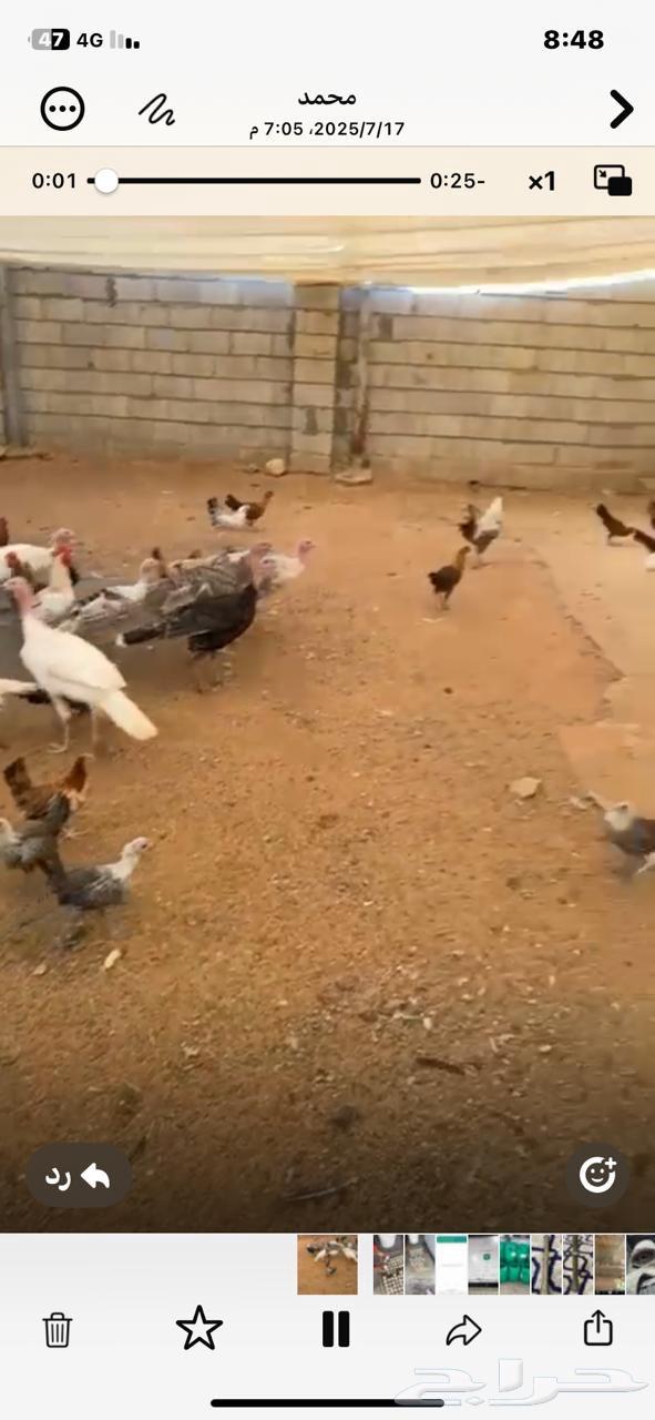 Turkeys for sale63667796194819114