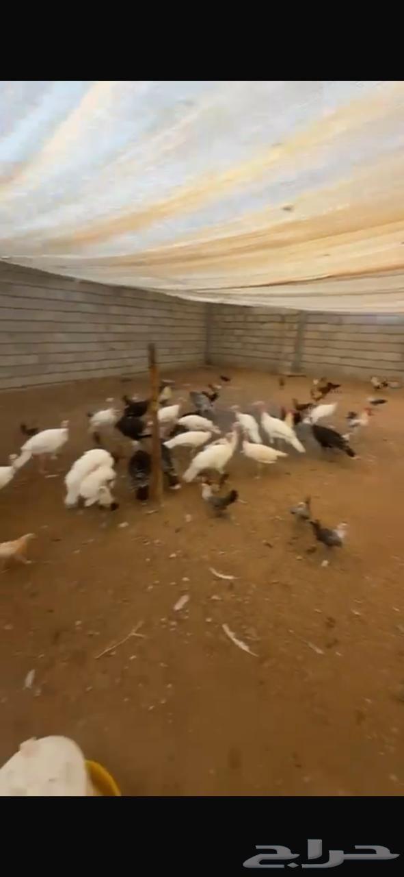 Turkeys for sale63667796194819112