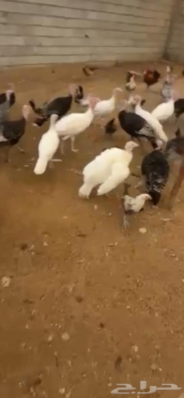 Turkeys for sale63667796194819110