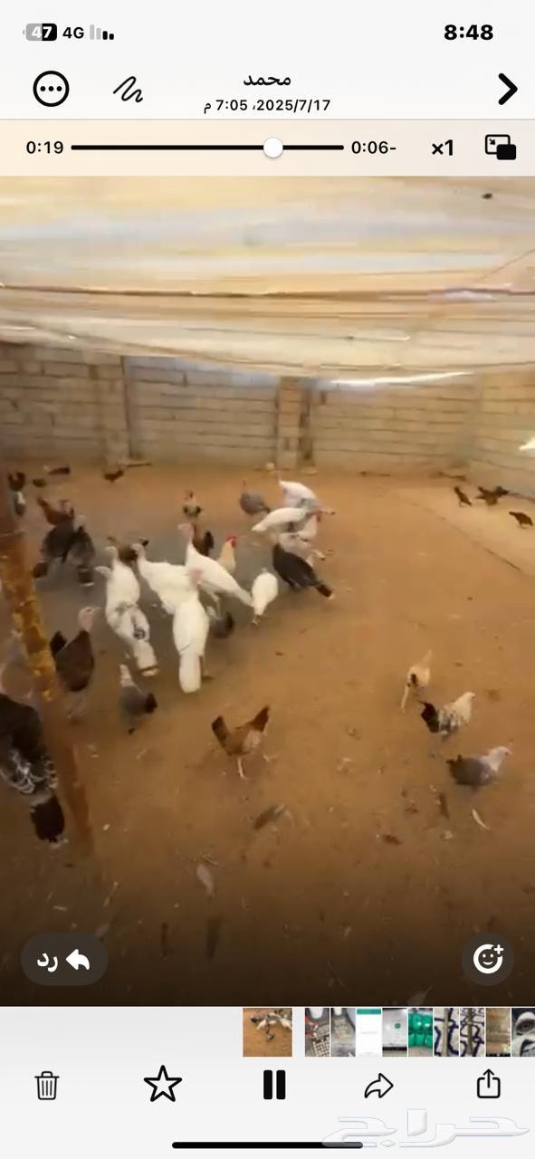 Turkeys for sale63667796194819113