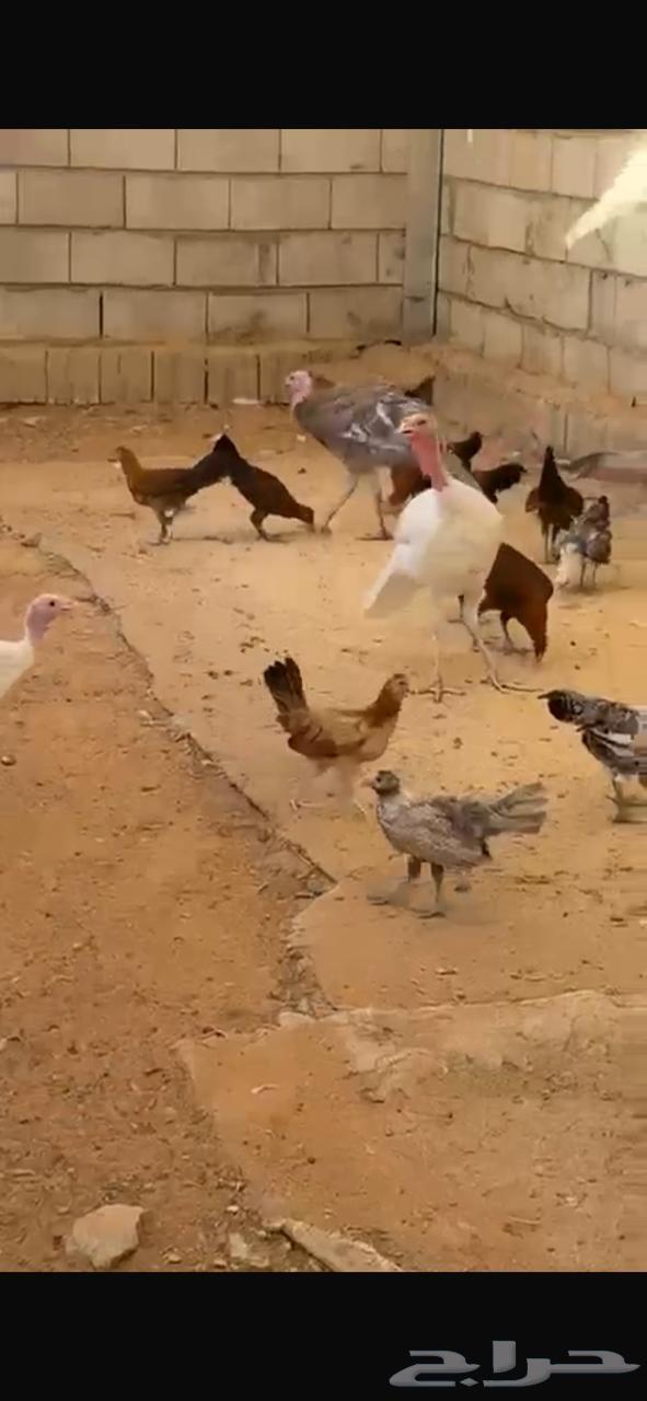 Turkeys for sale63667796194819111