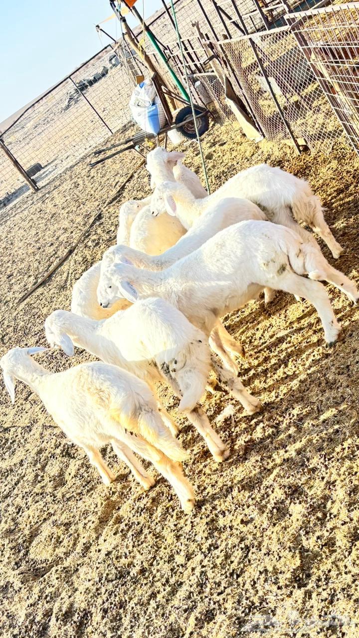 بهم تربيه63667553178243111