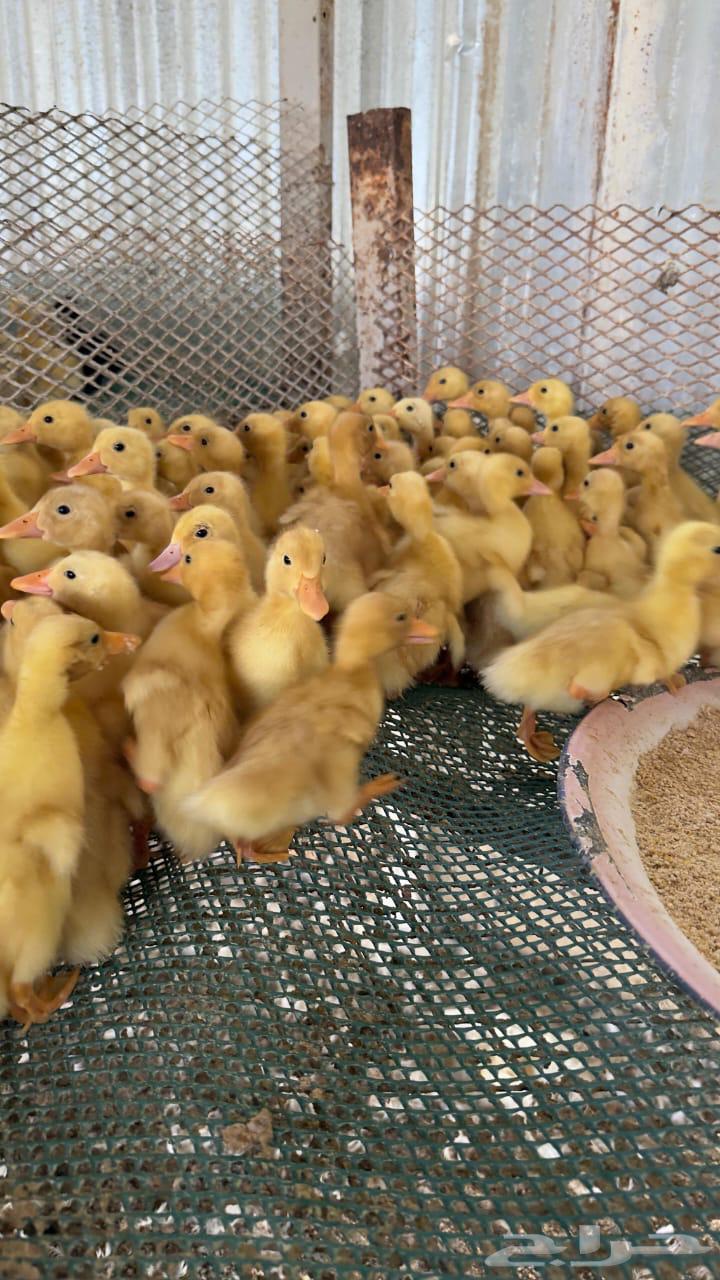 صوص بط بكيني للبيع63667687185281110
