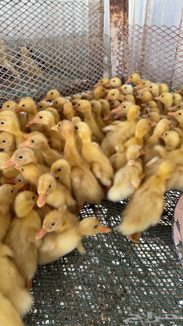 صوص بط بكيني للبيع63667687185281111