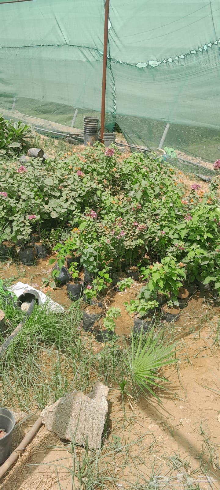 Hellish jasmine and Indian jasmine seedlings63667690548225111