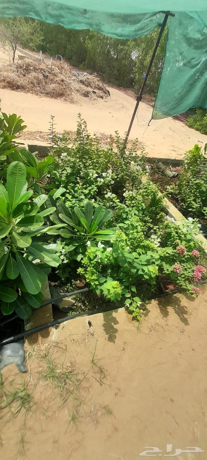Hellish jasmine and Indian jasmine seedlings63667690548225112