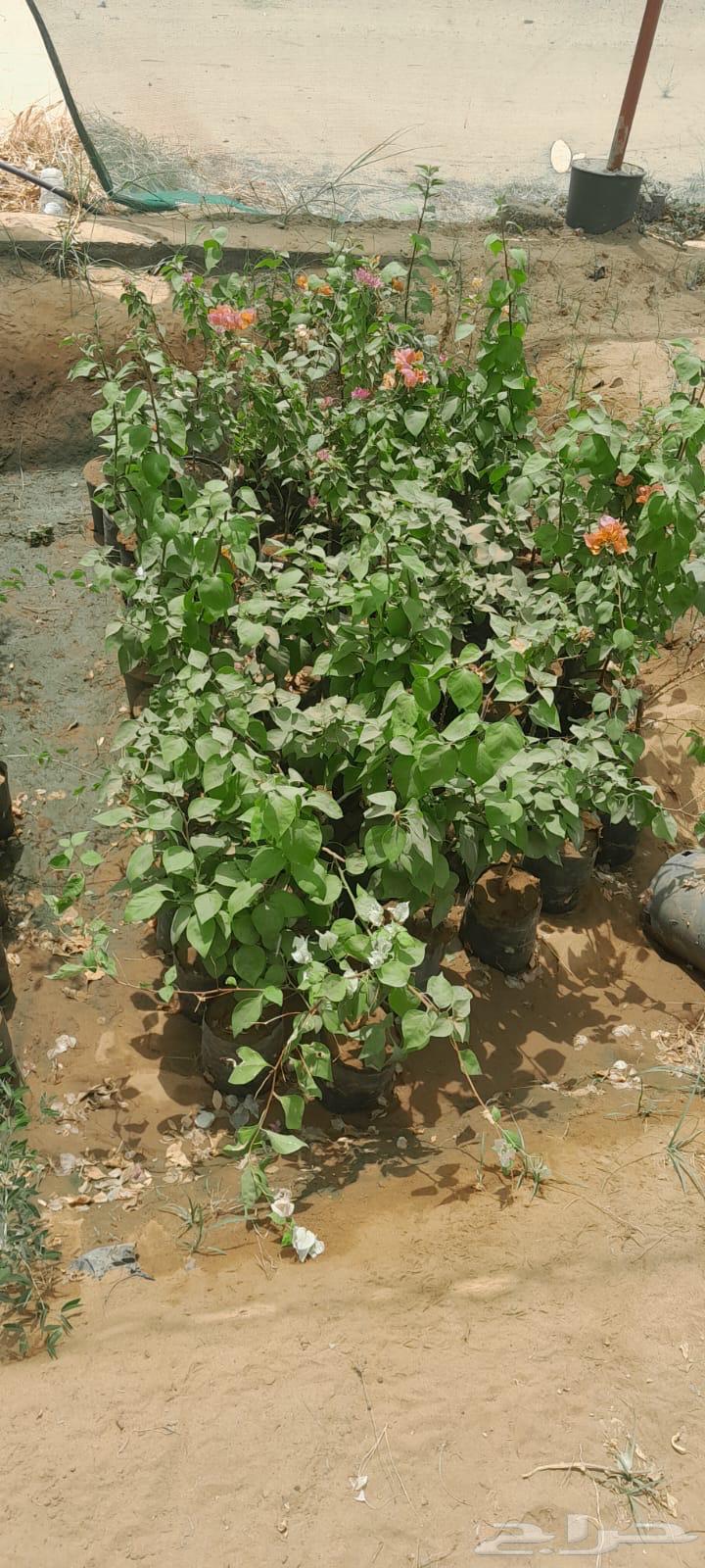 Hellish jasmine and Indian jasmine seedlings63667690548225113