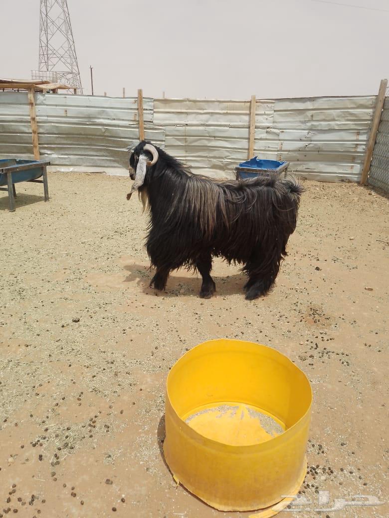 تيس عارضي ناهي63667681918467113