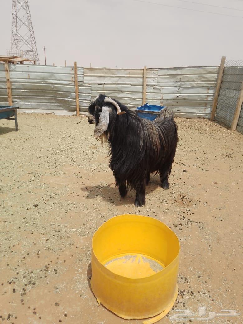 تيس عارضي ناهي63667681918467110