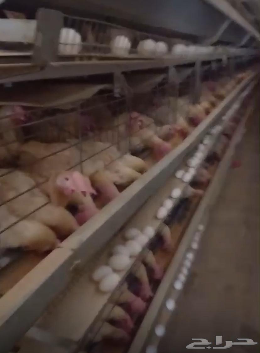 White chicken63667796171522110
