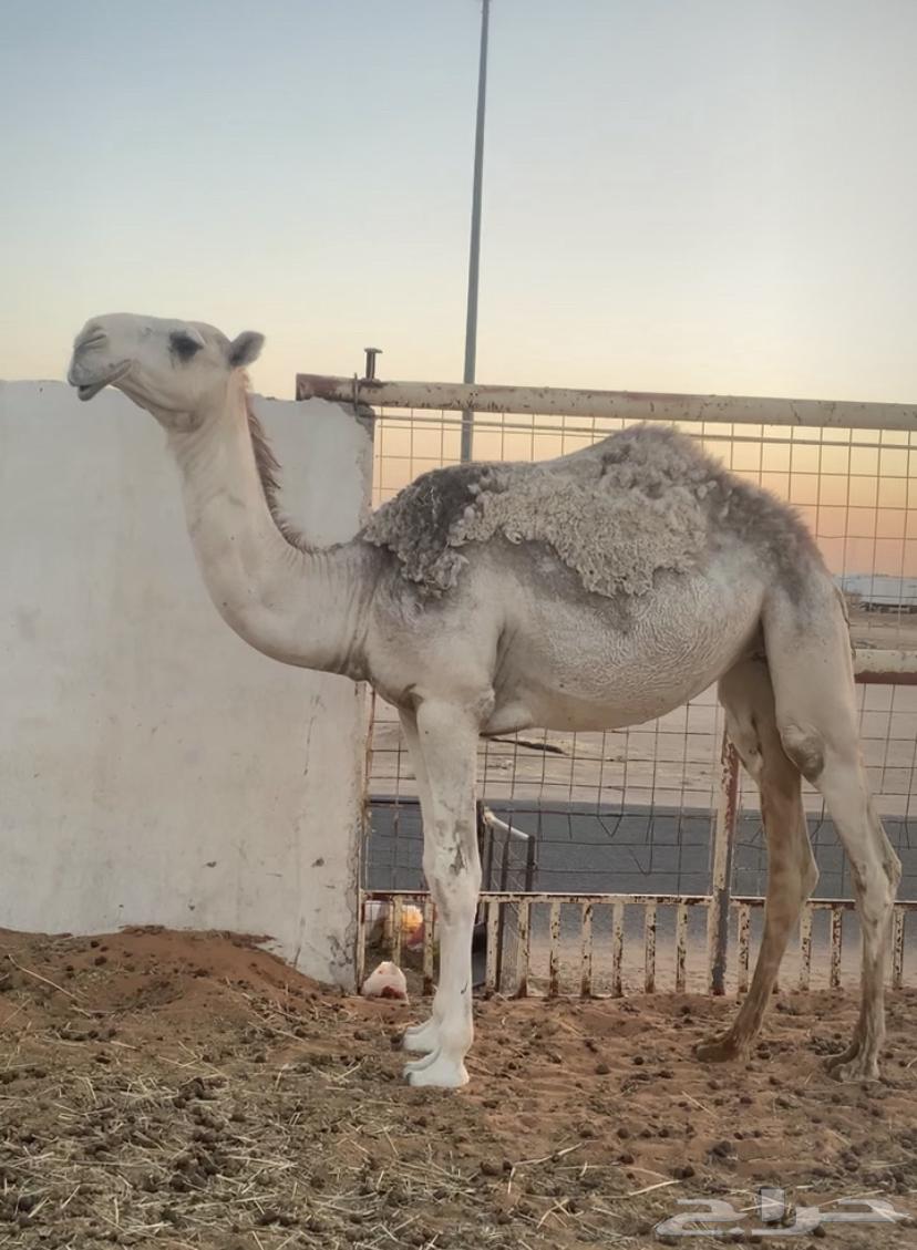 بكره مقروده تم البيع63667554634753111