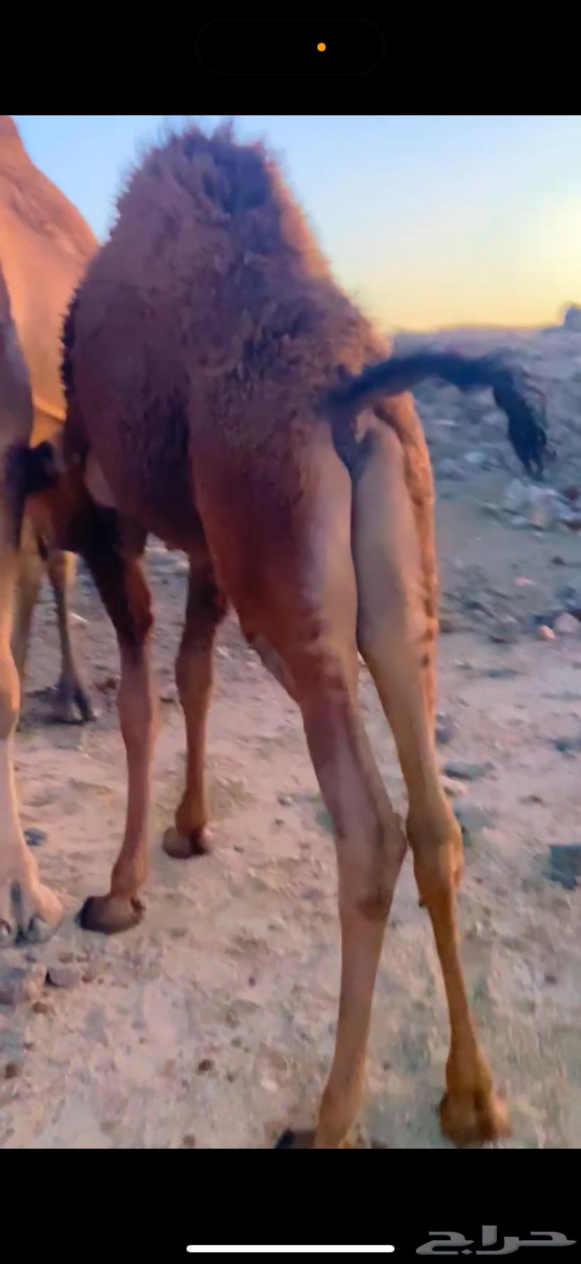 قعود وبكرة ناهية كفو على الحليب والمرعى (تم البيع )63667543134978111