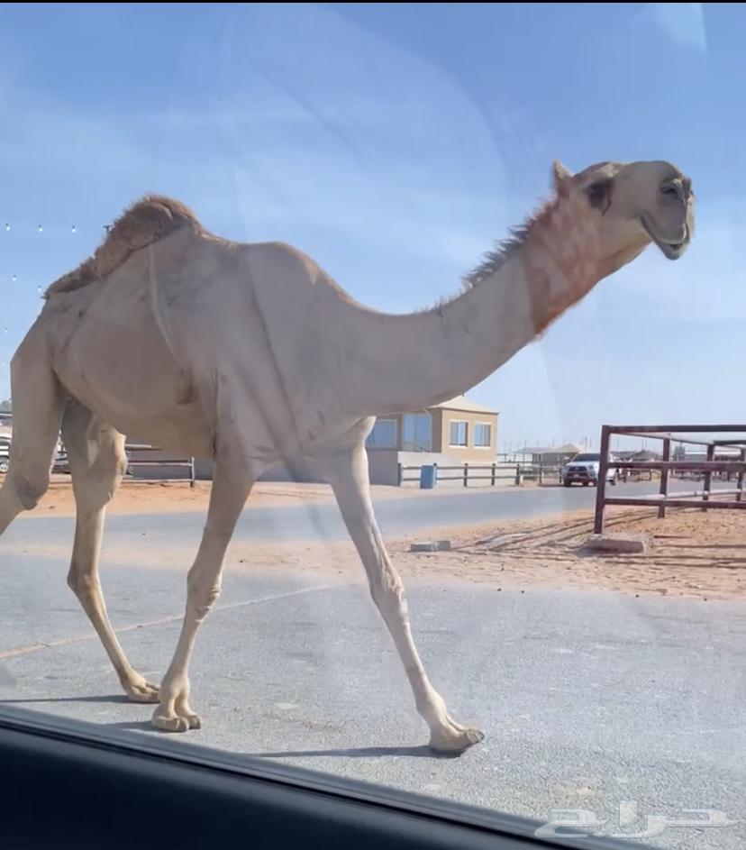 بكره حمرا63667553765377110